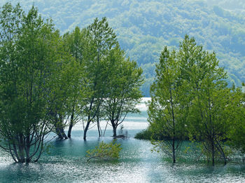 Scenic view of lake