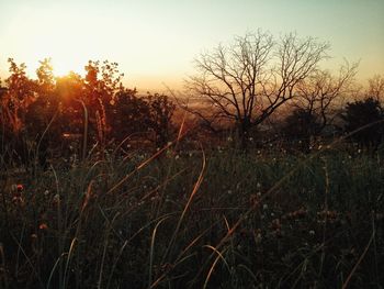 Scenic view of field against sky at sunset