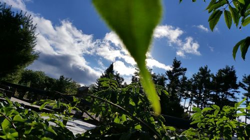 Low angle view of trees against blue sky