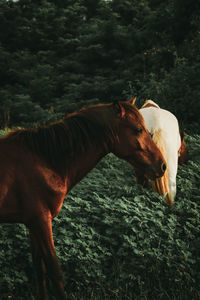 Horse in a field