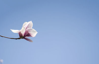 Low angle view of pink flower against clear sky