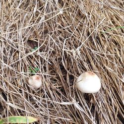 Close-up of hay on field