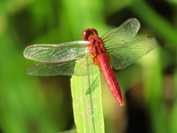 Close-up of dragonfly on leaf