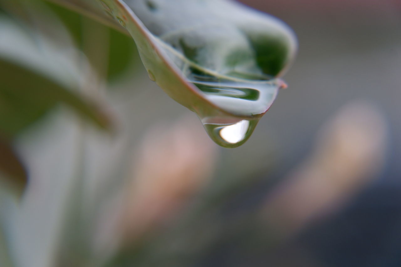 CLOSE-UP OF WATER DROPS ON FLOWER