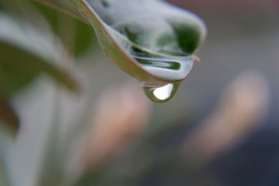 Close-up of water drop on leaf