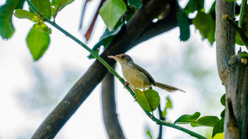 Low angle view of bird perching on tree