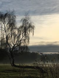 Silhouette tree by lake against sky during sunset