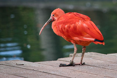 Close-up of a bird perching on wood