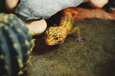 Lizard under a rock