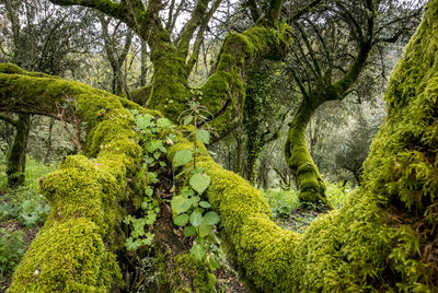 Low angle view of trees in forest