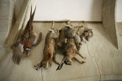 Close-up of hanging dead animals