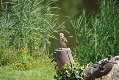 Bird perching on wooden post