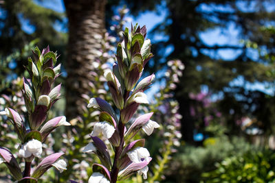 Close-up of flowering plant