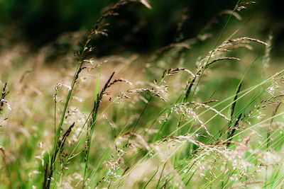 Close-up of stalks in field