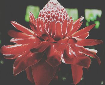 Close-up of red flower