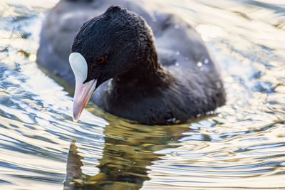 Coot looking at itself in the water.