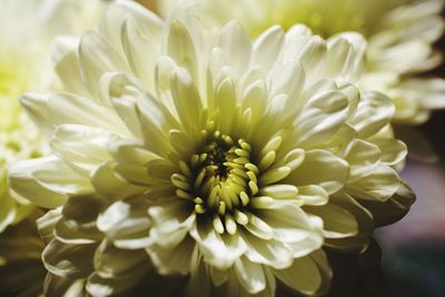 Close-up of white dahlia