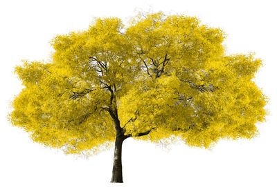 Low angle view of autumnal tree against white background