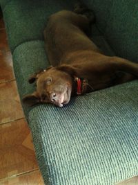 Dog sleeping on sofa