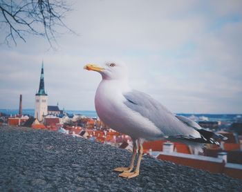 Seagull perching on shore against sky