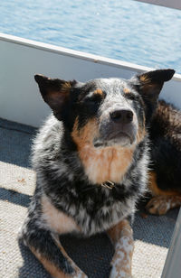 Close-up portrait of dog in water