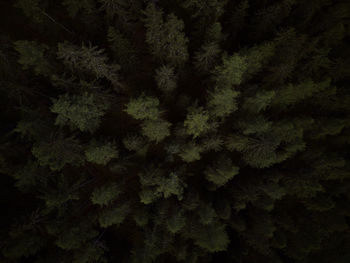 Full frame shot of pine trees in forest