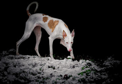 Close-up of white standing on field at night