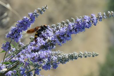 Close-up of bee pollinating on fresh purple flowers