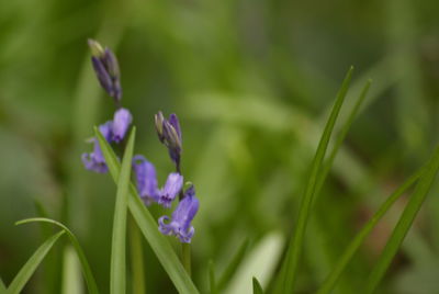 Close-up of purple flowering plant on field