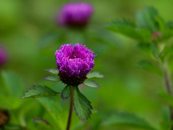 Close-up of purple flowering plant