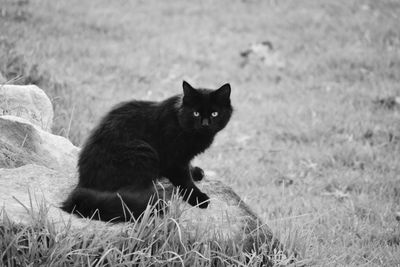 Close-up of cat sitting on grass