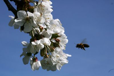 Honey bee flying to apricot tree