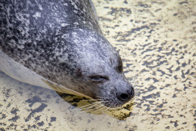 High angle view of seal on beach