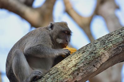 Low angle view of monkey sitting on tree