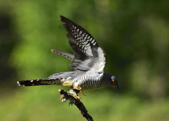 Close-up of eagle flying against blurred background