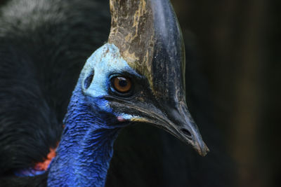 Close-up of cassowary
