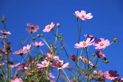 Close-up of pink cosmos flowers against blue sky