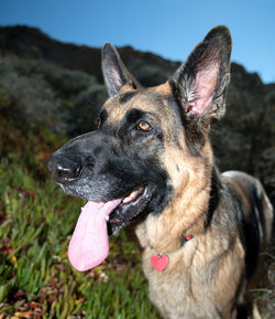 Close-up of a dog looking away