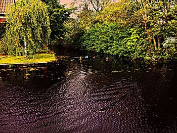 Reflection of trees on water