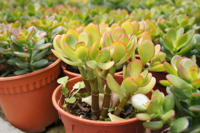 High angle view of succulent plants