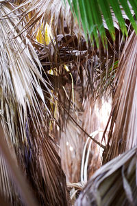 High angle view of palm trees on field