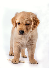 Portrait of puppy sitting against white background