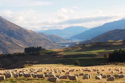 Flock of sheep grazing on landscape against mountains
