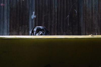Portrait of black dog on wood