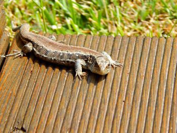 Close-up of lizard