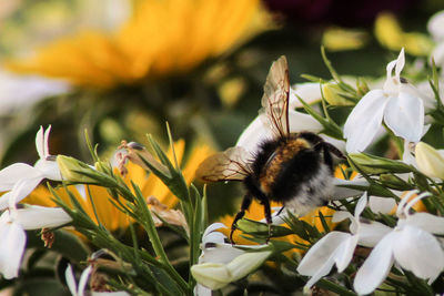 Close-up of bee pollinating on flower