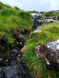 Close-up of water flowing in grass