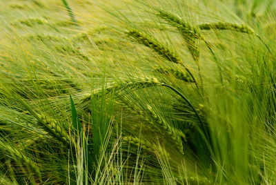 Close-up of barley growing on field