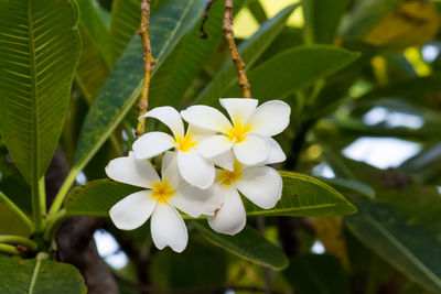 Close-up of white flowering plant