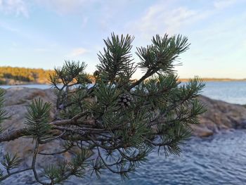 Pine tree on beach against sky